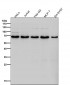 Anti-DLAT Rabbit Monoclonal Antibody